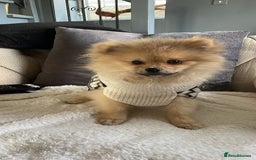 Pomeranian dogs for sale: Beautiful Pomeranian Boy - Image 4