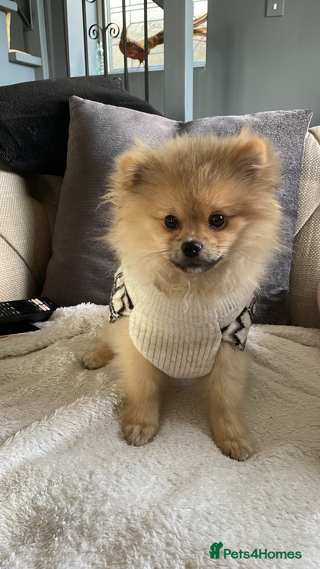 Pomeranian dogs for sale: Beautiful Pomeranian Boy - Image 4