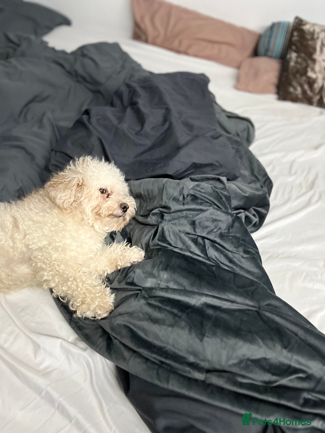 Poodle dogs for sale: Lovely small poodle male, 3 years old - Advert 3