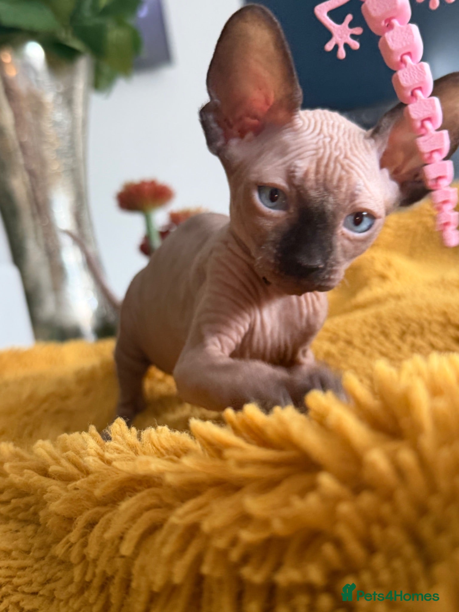 Sphynx cats Only 1 boy left! - Advert 6