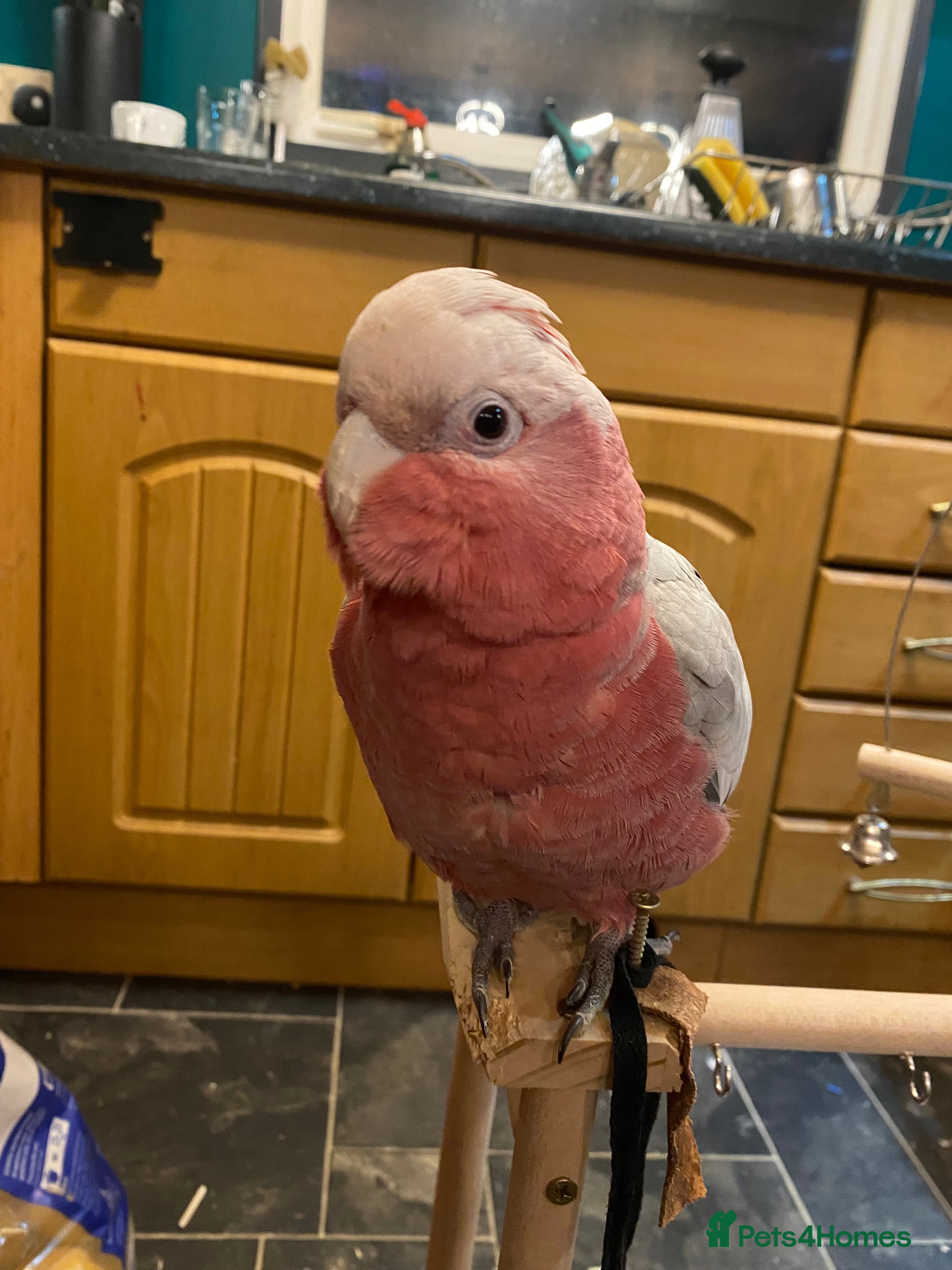 Cockatoo birds 10 month old male galah cockatoo - Advert 12