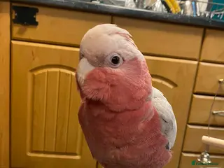 Cockatoo birds 10 month old male galah cockatoo - Advert 5