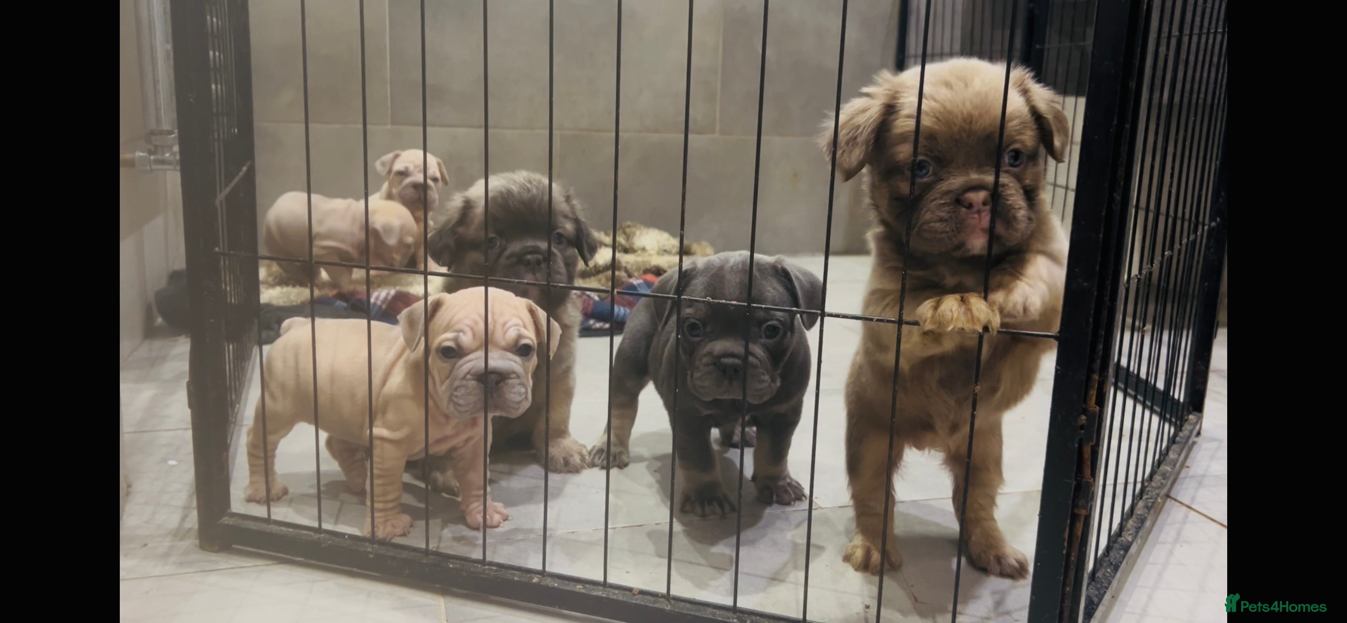 French Bulldog dogs French bulldog pink velvet fluffy  - Advert 4