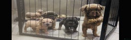 French Bulldog dogs for sale: French bulldog pink velvet fluffy  - Advert 1