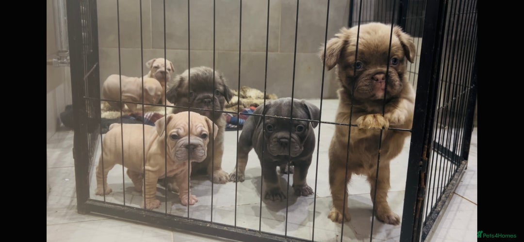 French Bulldog dogs for sale: French bulldog pink velvet fluffy  - Advert 1