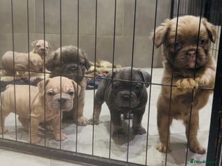 French Bulldog dogs French bulldog pink velvet fluffy - Advert 4