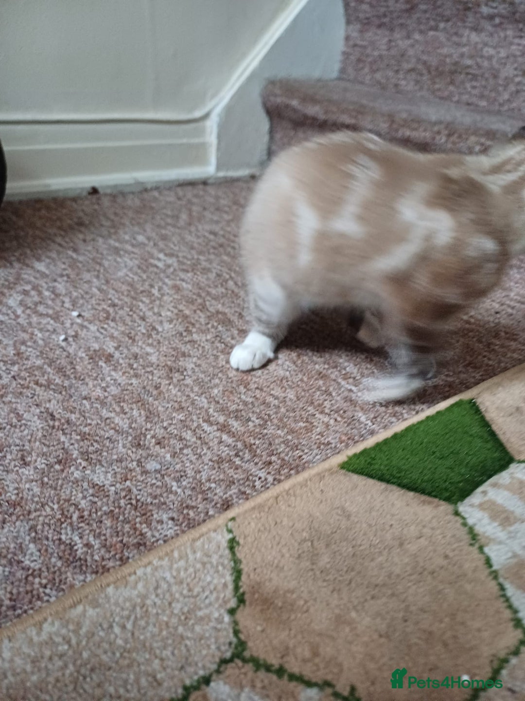 Domestic Shorthair cats for sale: Lynx Point Siamese Tabby mix  - Advert 14