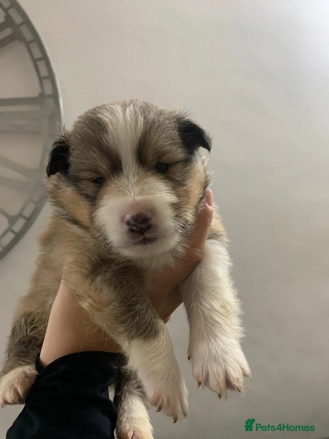Shetland Sheepdog dogs for sale: KC REGISTERED LITTER OF SHETLAND SHEEPDOG PUPPIES  - Advert 1