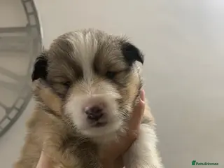 Shetland Sheepdog dogs KC REGISTERED LITTER OF SHETLAND SHEEPDOG PUPPIES - Advert 1