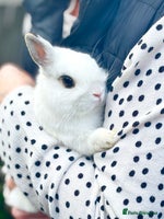 Netherland Dwarf rabbits in London - Advert 1