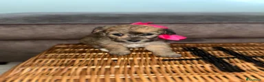 Jackapoo Puppy 3