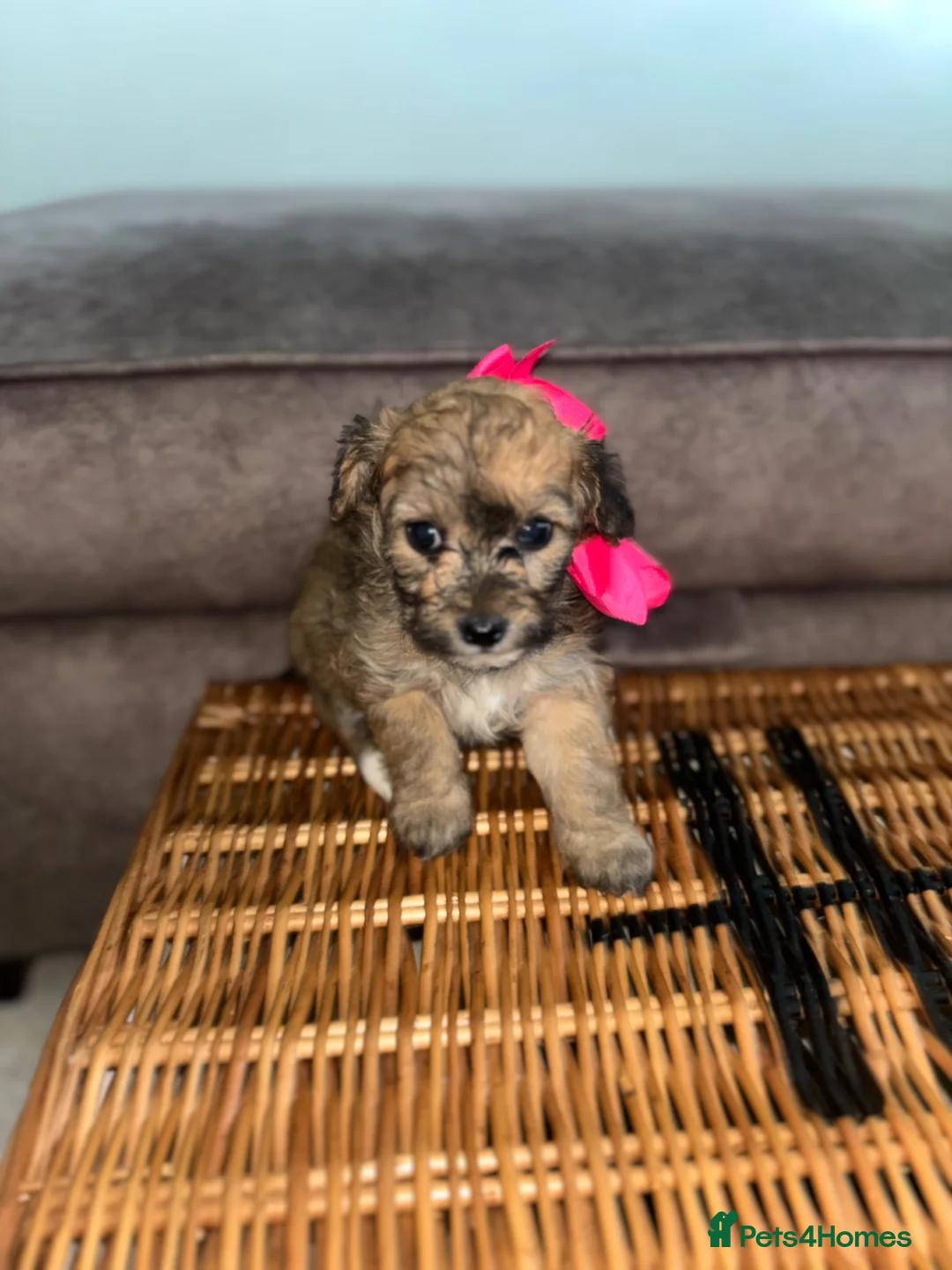 Jackapoo dogs for sale: F1 jackapoo puppies in Chertsey - Advert 1