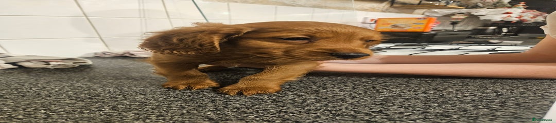 Fox red boy yellow collar