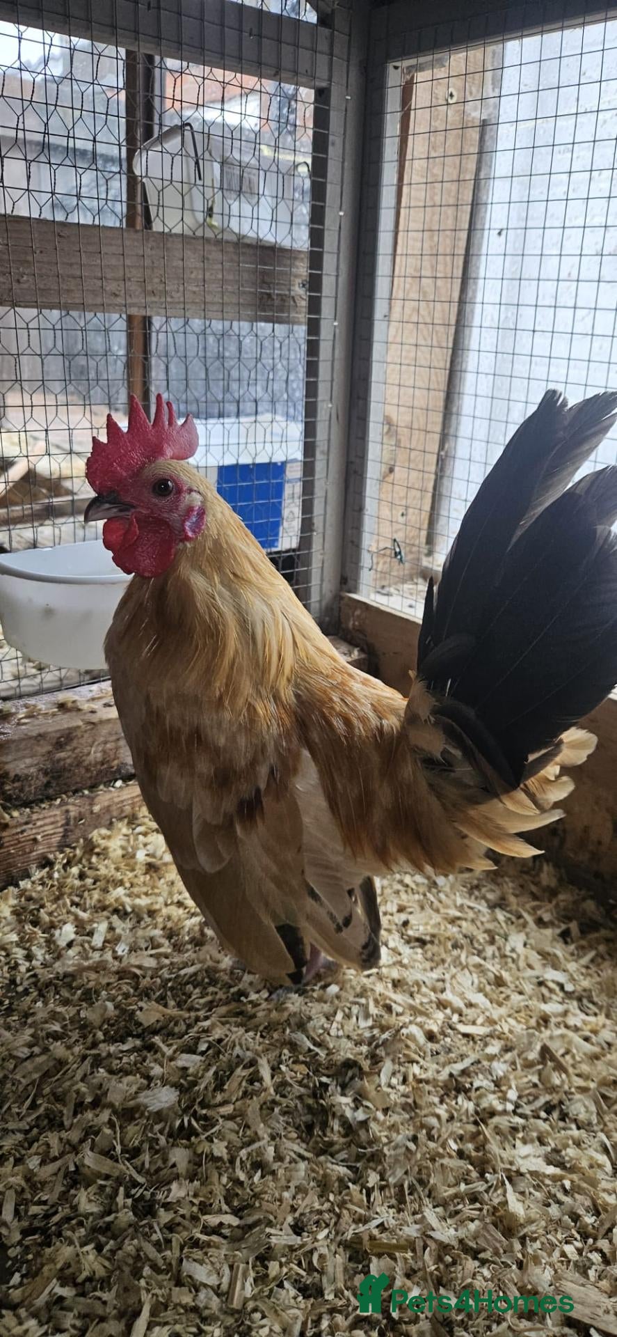 Chickens poultry 🐓 Serama Bantam Roosters 🐓  - Advert 1