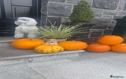 Toy Poodle dogs for sale: Stunning Toy poodles  - Image 1