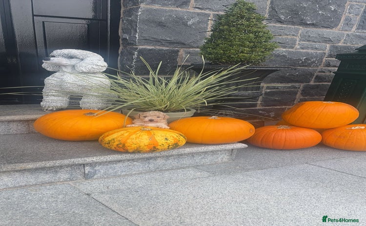 Toy Poodle dogs - Advert 1