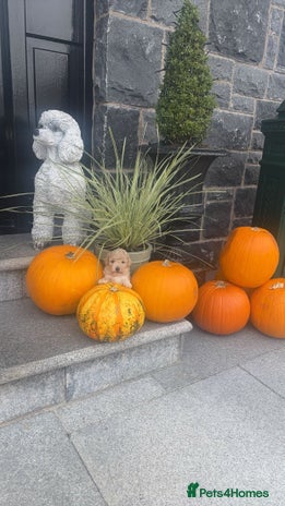 Toy Poodle dogs - Advert 5