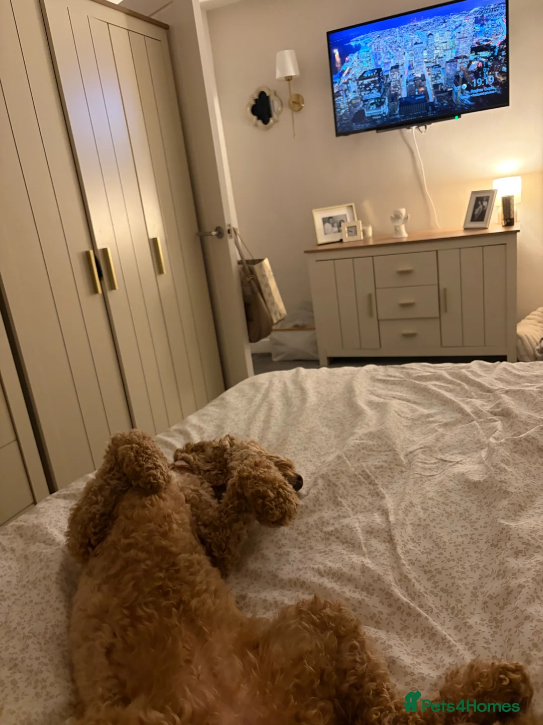 Cockapoo dogs for sale: Peppa in Sittingbourne - Advert 10