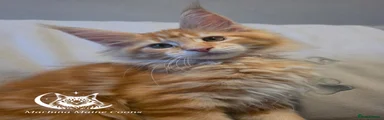 Esta