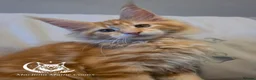 Maine Coon cats for sale: Red Tabby Girls GCCF (pet homes only) - Advert 3