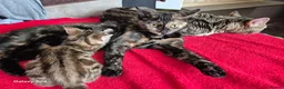 Mixed Breed cats for sale: Last Little Kitten Looking for His Forever Home  - Advert 5