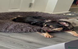 French Bulldog dogs for sale: My sweet fluffy French bulldog  - Image 9