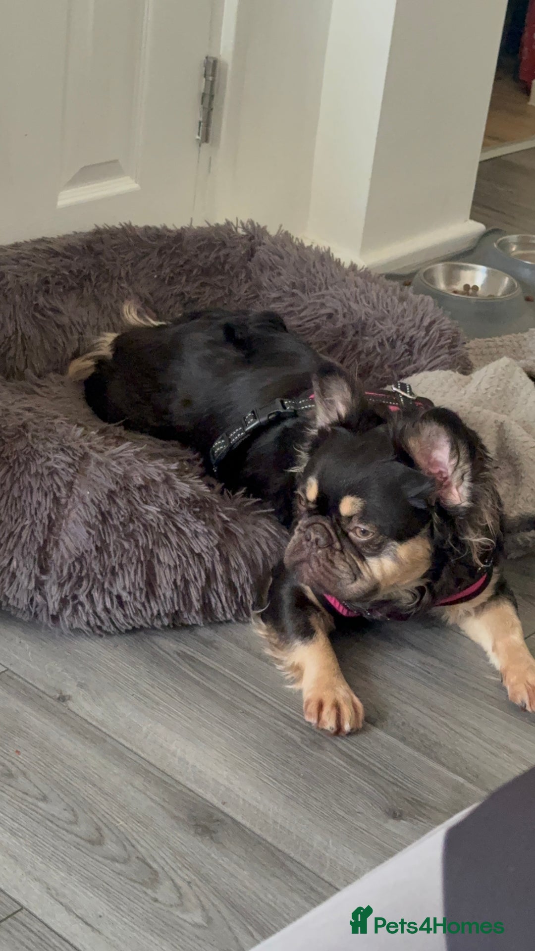 French Bulldog dogs for sale: My sweet fluffy French bulldog  - Image 9