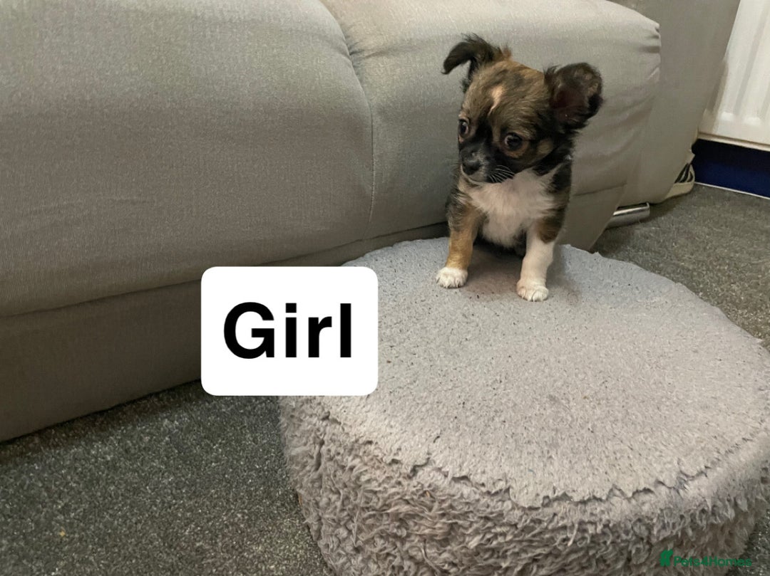 Chihuahua dogs for sale: Ready to leave now 3 beautiful chihuahua puppies - Advert 10