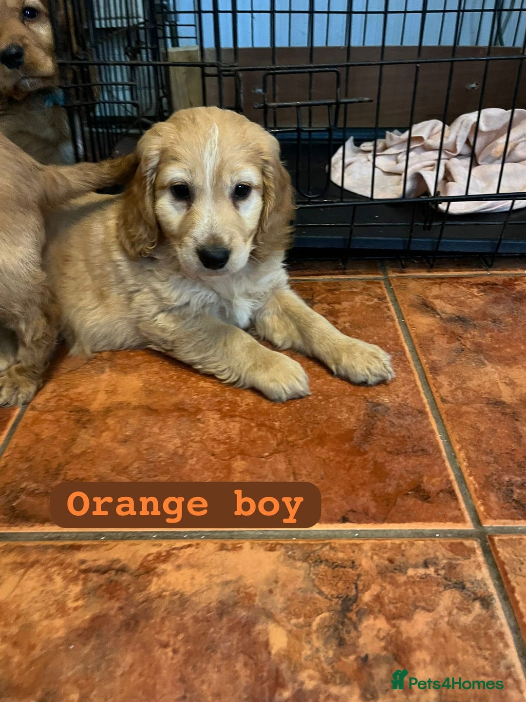 Cocker Spaniel dogs for sale: 1 boy left !! Cocker spaniel - Advert 2