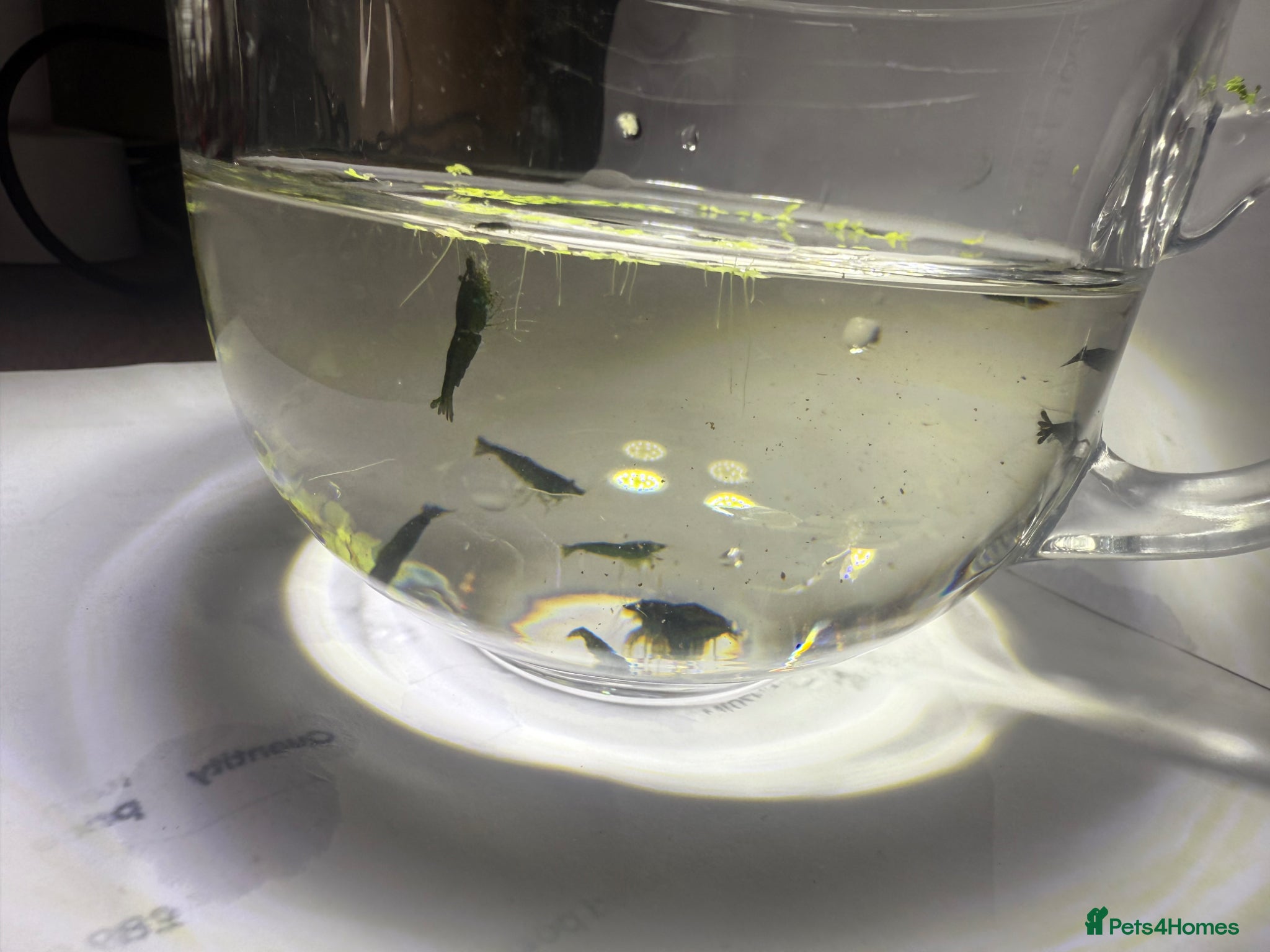 Shrimps fish for sale: Neocaridina Shrimp Green X10 in Colchester - Advert 4