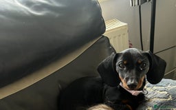 Miniature Dachshund dogs for sale: Miniature Dachshunds - Image 3