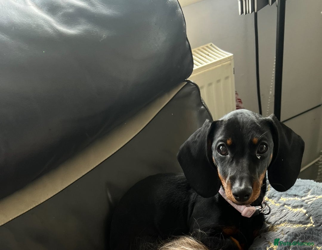 Miniature Dachshund dogs for sale: Miniature Dachshunds - Image 3