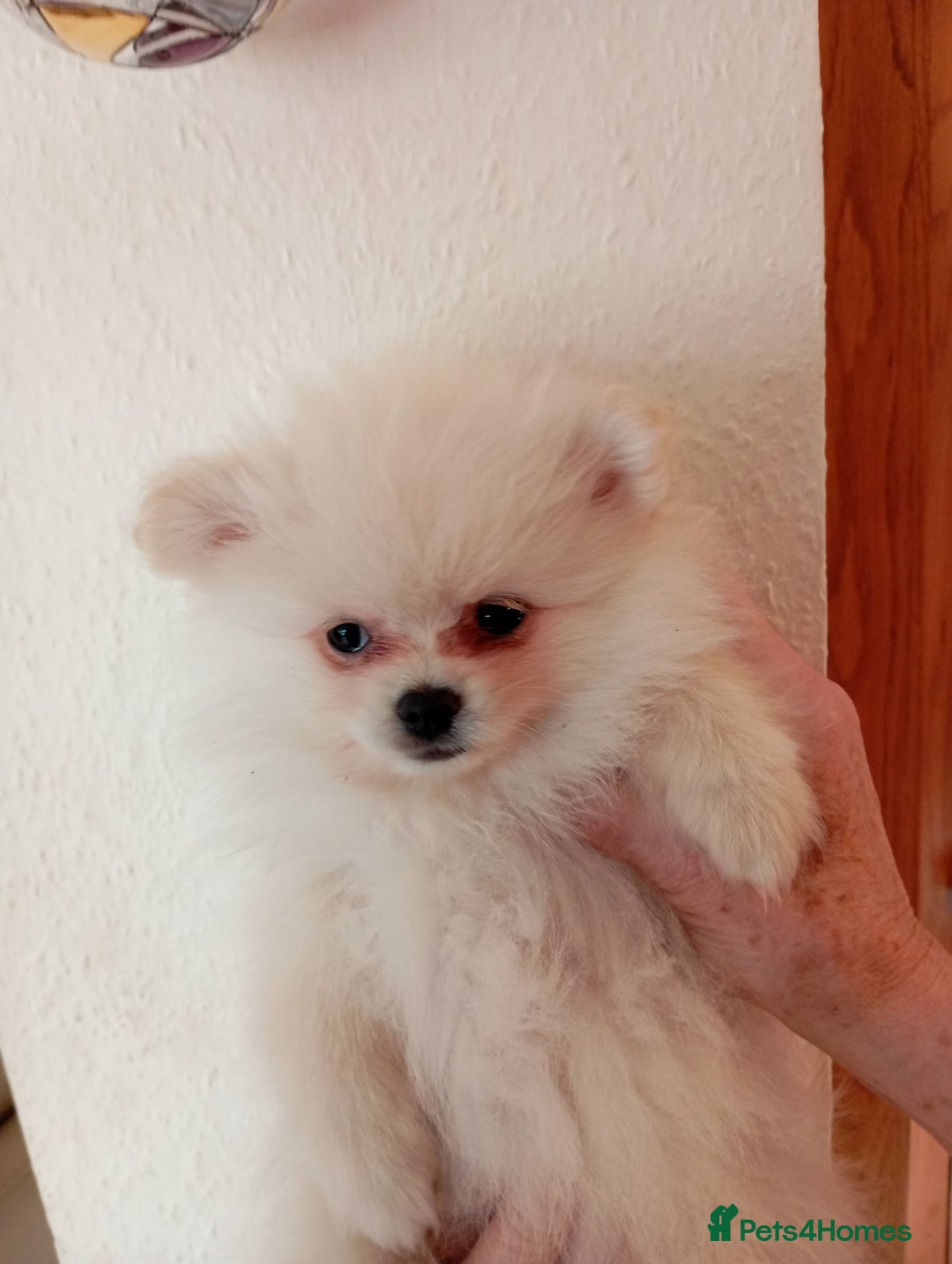 Pomeranian dogs for sale: 5 Pomeranian Puppies private sale Mum and Dad - Advert 2
