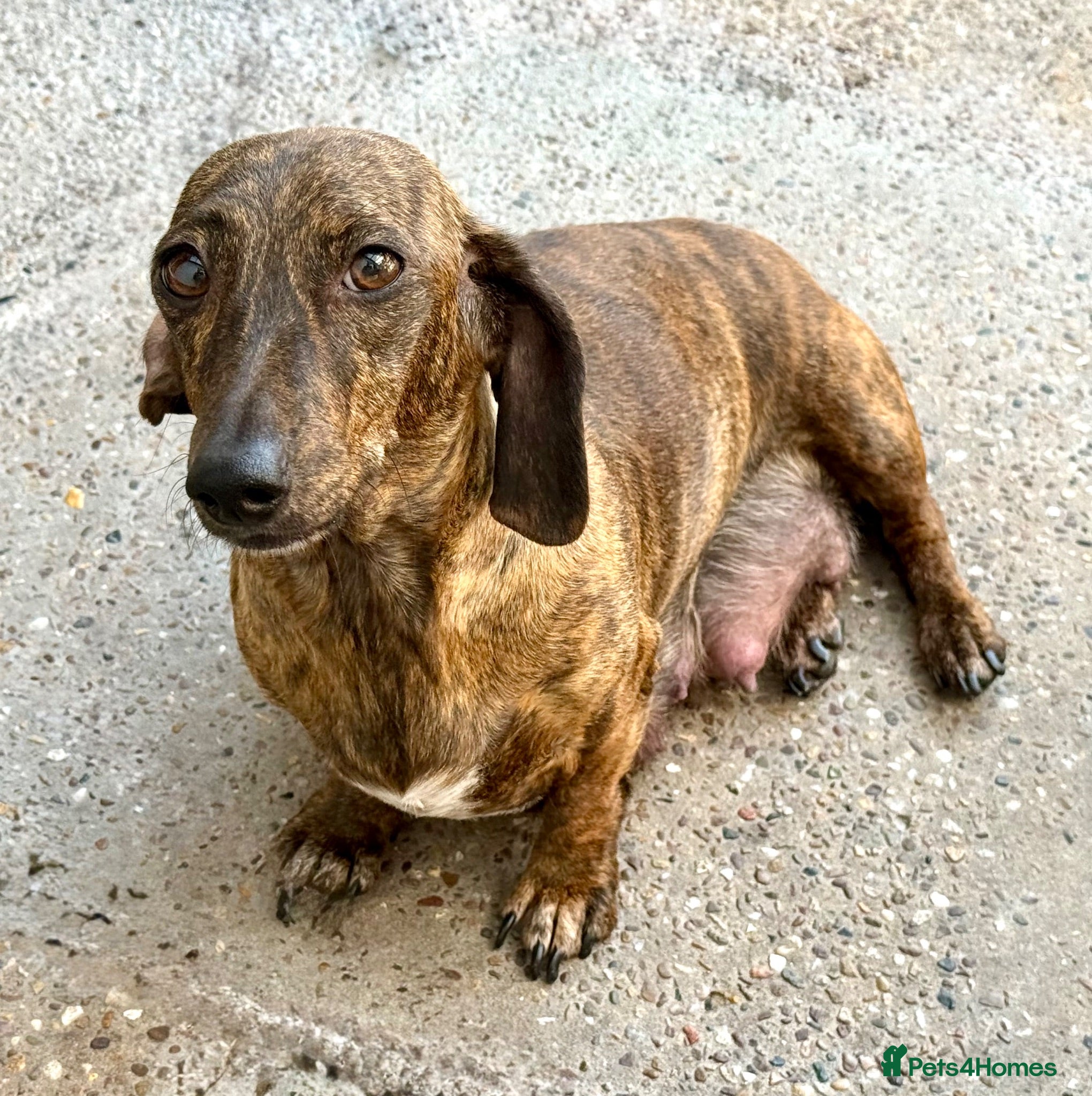 Miniature Dachshund dogs Stunning mini Dachshunds.PRA & BVA clear parents  - Advert 1