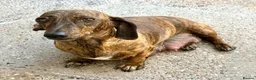 Miniature Dachshund dogs for sale: Stunning mini Dachshunds.PRA & BVA clear parents  - Advert 1