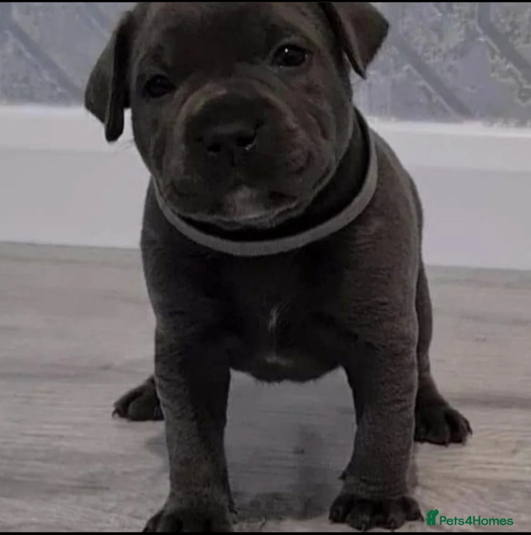 Staffordshire Bull Terrier dogs for stud: Best bloodlines in the UK Holds 20  CHAMPS PROVEN in Swansea - Advert 10