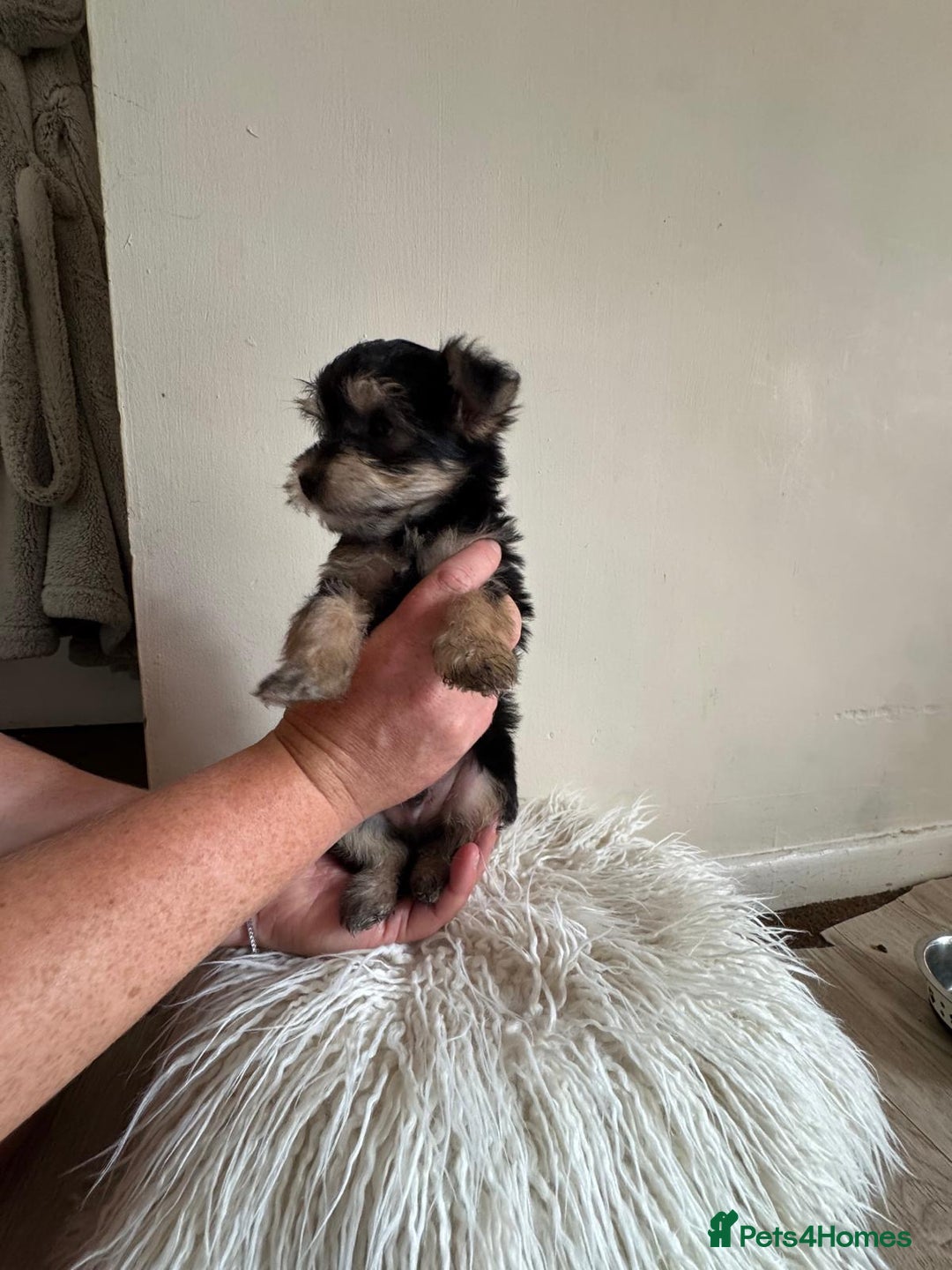 Morkie dogs for sale: Morkie teeny tiny mini pups  - Image 9