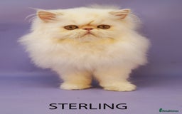 Persian cats for sale: Beautiful Persian Kittens Ready for Forever Homes - Image 8