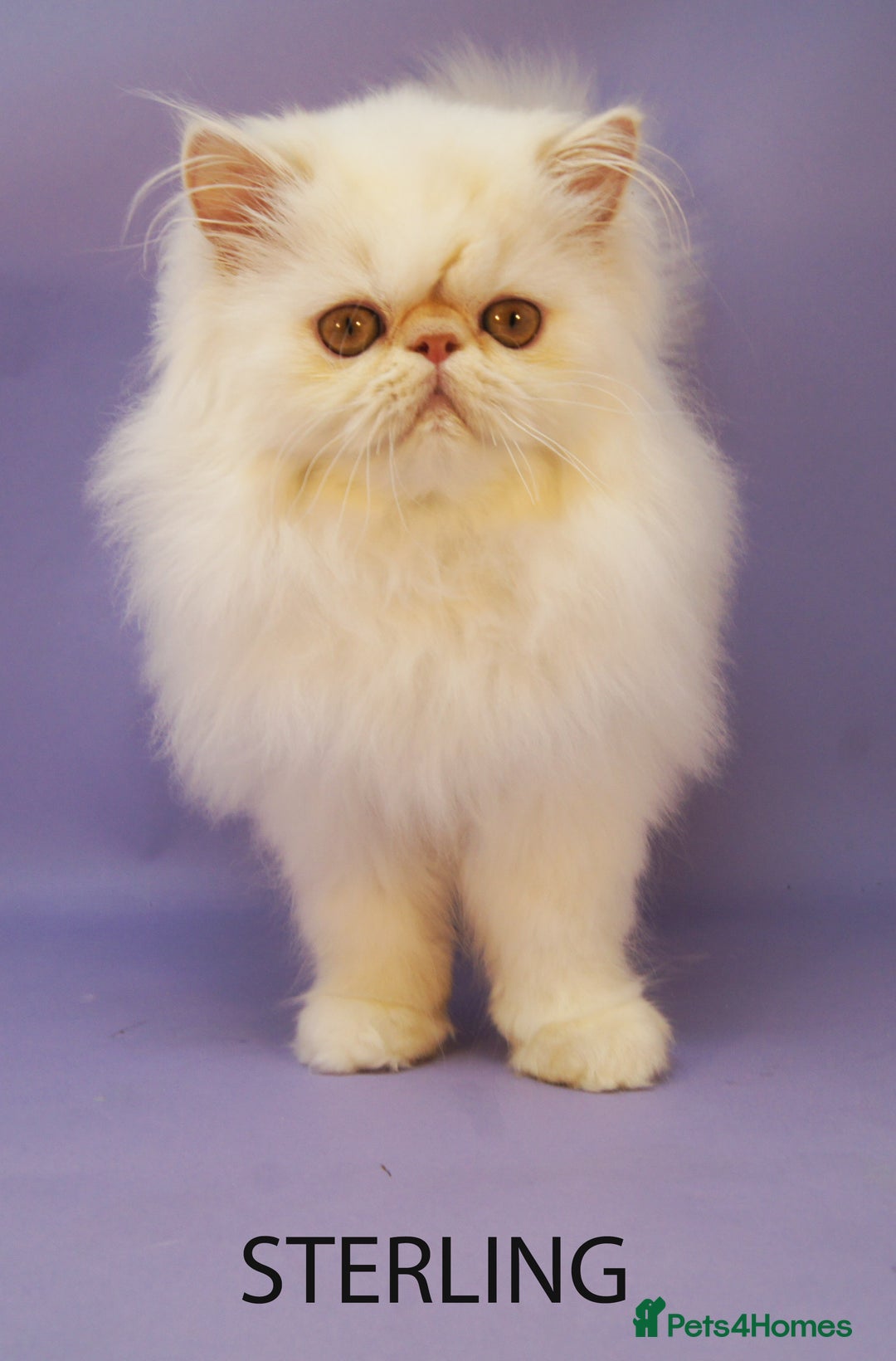 Persian cats for sale: Beautiful Persian Kittens Ready for Forever Homes - Image 8