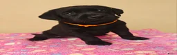 Labrador Retriever dogs for sale: Exceptional Home Raised Labrador Puppies in Nottingham - Advert 23