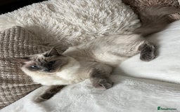 Ragdoll cats for sale: Stars 5 ⭐ Pure Ragdoll 💛 Lots of love 💛 - Image 10