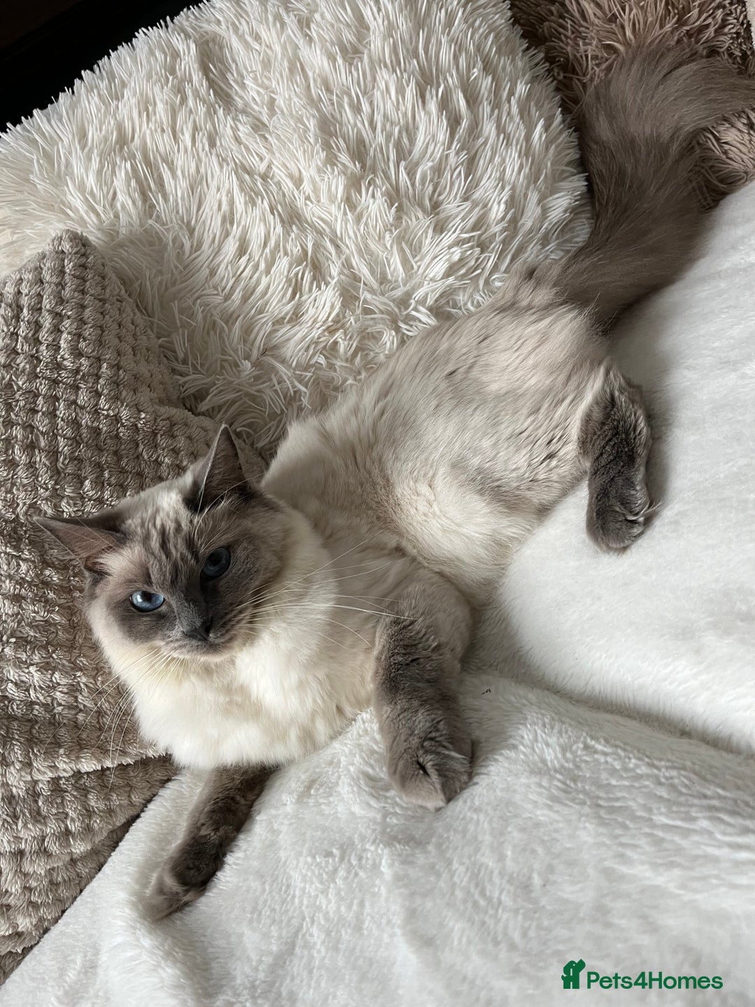 Ragdoll cats for sale: Stars 5 ⭐ Pure Ragdoll 💛 Lots of love 💛 - Image 10