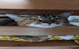 Domestic Shorthair cats for sale: Rehoming our beloved cat - Image 6