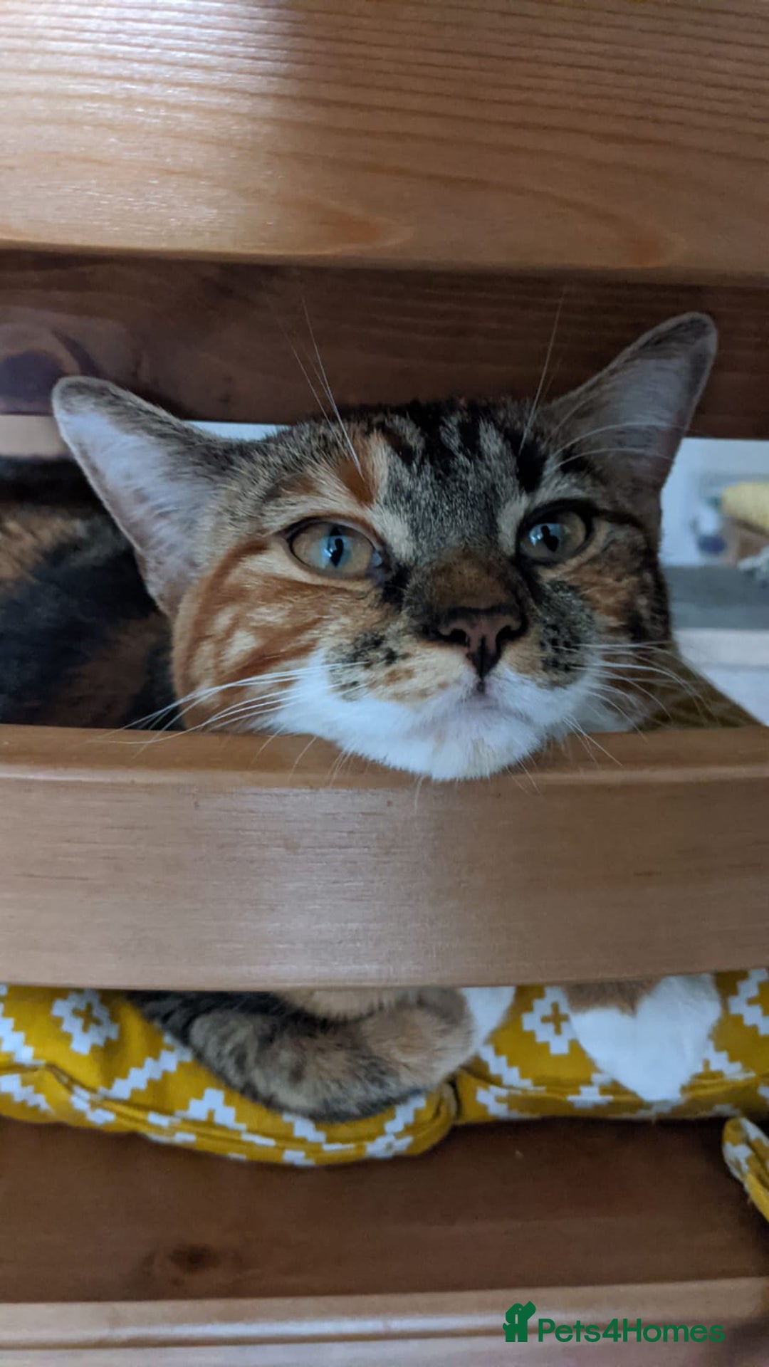 Domestic Shorthair cats for sale: Rehoming our beloved cat - Image 6