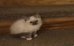 Ragdoll cats for sale: GCCF ragdoll kittens  - Image 21