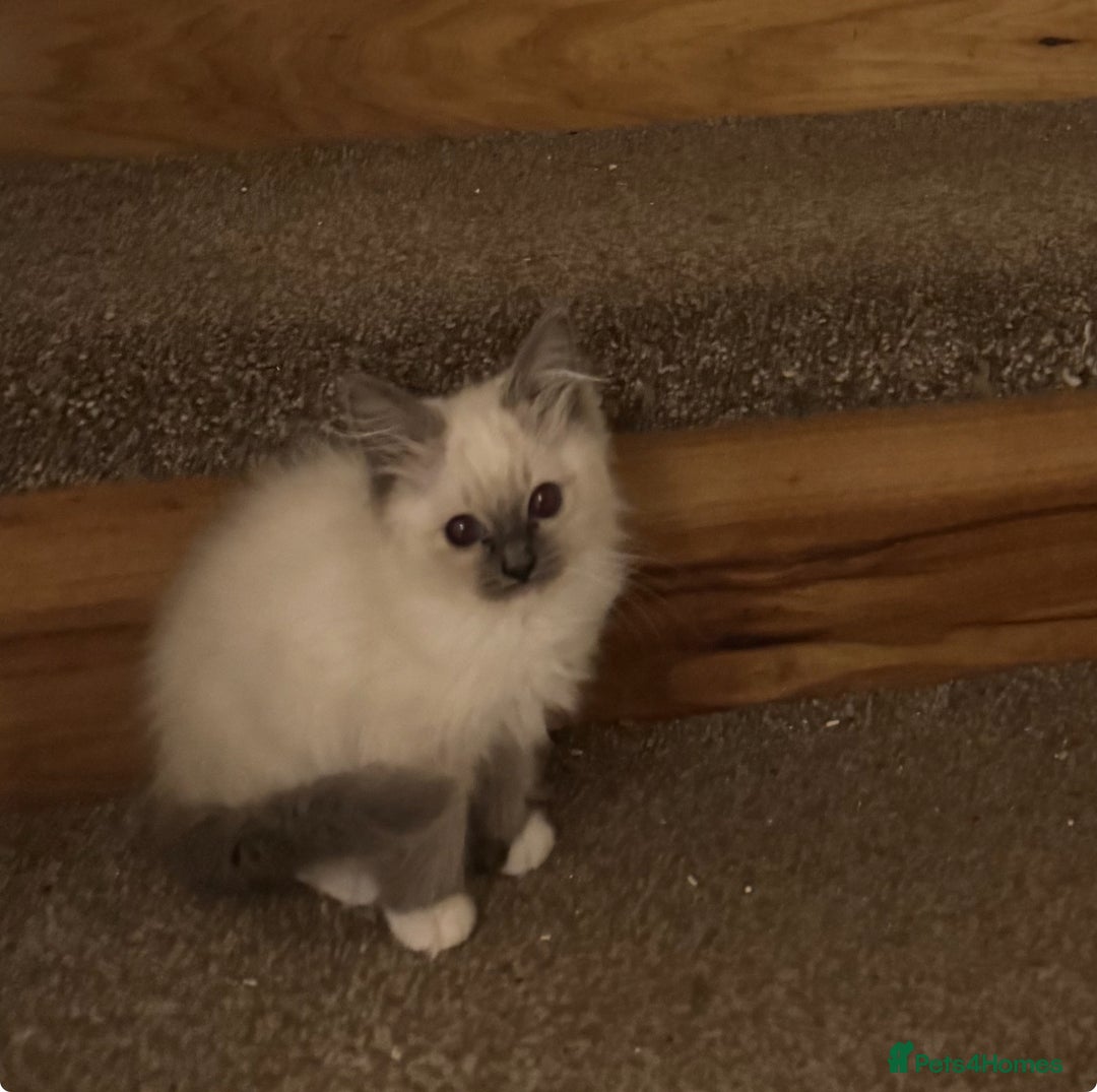 Ragdoll cats for sale: GCCF ragdoll kittens  - Image 21