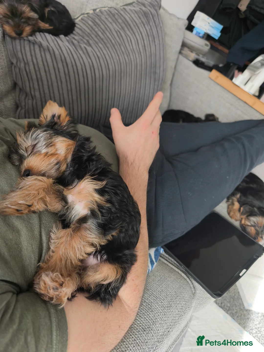 Yorkshire Terrier dogs for sale: Yorkshire Terrier–microchipped,vaccine,vet checked - Advert 8