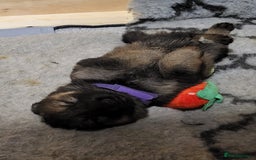 German Shepherd dogs for sale: German shepherd female only - Advert 2