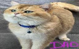 British Shorthair cats for sale: Beautiful British Shorthair kittens 🫶 - Image 4