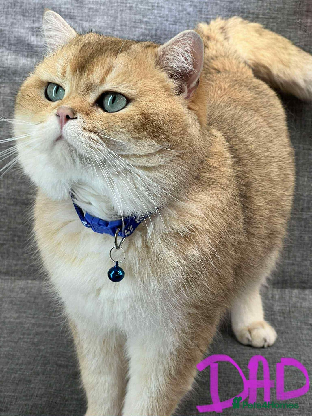British Shorthair cats for sale: Beautiful British Shorthair kittens 🫶 - Image 4